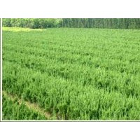 供應(yīng)龍柏 紫葉矮櫻、榆葉梅、珍珠梅、紅梅