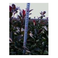 低價(jià)出售紅葉石楠綠籬苗|美國紅楓小苗