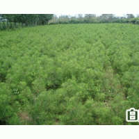 供應(yīng)白皮松.油松.側(cè)柏.華山松