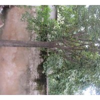 供應(yīng)銀杏樹(shù)