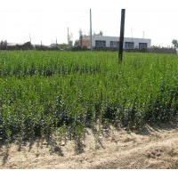 供應(yīng)五角楓 蒙古櫟 油松等