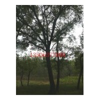 供應(yīng)各種規(guī)格國槐