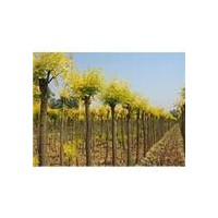 常年供應(yīng)大喬木：速生柳 饅頭柳 垂柳 金葉榆 火炬 國槐 金葉槐