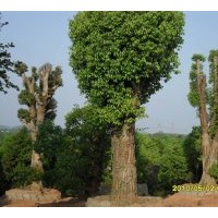 供應(yīng)移植香樟，胸徑30----80公分，數(shù)量1000株