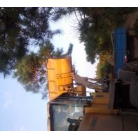 供應(yīng)五角楓 柳樹 杏樹 油松等