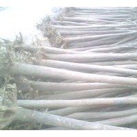 供應(yīng)山東鄆城廣玉蘭、白玉蘭、紫葉李、楸樹、大葉女貞、小葉女貞