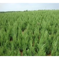 江蘇蜀檜價格，蜀檜產地，蜀檜批發(fā)，40公分蜀檜價格