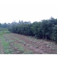 供應(yīng)桂花 金桂 四季桂 各種規(guī)格桂花