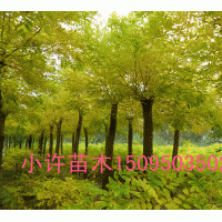 供應(yīng)金枝國(guó)槐