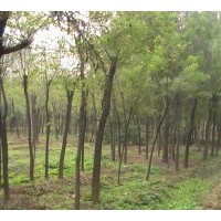 法桐移栽以中小規(guī)格為主