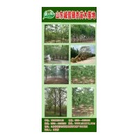 供應(yīng)銀杏實(shí)生樹，銀杏嫁接樹 基地直供