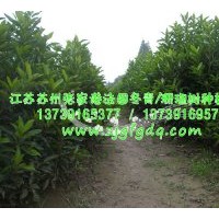 張家港市法國(guó)冬青專業(yè)生產(chǎn)基地