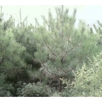 大量供應油松0.1-6米苗圃定植和8-14米林地油松