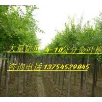 供應(yīng)金葉榆 河北金葉榆 金葉榆價(jià)格 金葉榆圖片