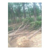 供應(yīng)8-30公分國槐、法桐、合歡、臭椿