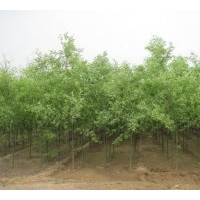 速生柳 河北博野速生柳價(jià)格