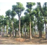 湖南香樟基地大量供應(yīng)香樟