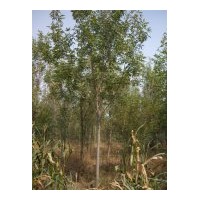 出售白蠟，垂柳，旱快柳，饅頭柳，速生柳，銀中楊，臭椿