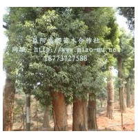 香樟價(jià)格|香樟樹(shù)價(jià)格|香樟報(bào)價(jià)|香樟的價(jià)格|香泡樹(shù)價(jià)格|湖南香樟