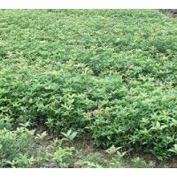 銷(xiāo)售桂花1-2年生小苗4-40公分的金桂、丹桂、朱砂