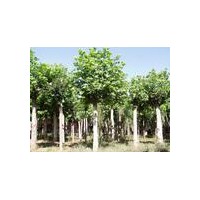 供應法桐價格，國槐