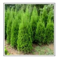 雪松培育基地供應(yīng)雪松|廣玉蘭|女貞|等