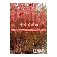 綠化苗木紅瑞木陜西苗木行情