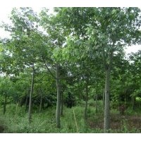 （美人樹(shù)）地苗和假植袋苗