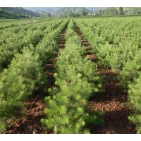 供應(yīng)30-50公分白皮松