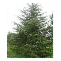 自家苗圃地所有苗木一次性出售：雪松 蜀檜.廣玉蘭.白玉蘭.紫玉蘭