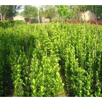 苗木供應(yīng)北海道黃楊苗，北海道工程苗，規(guī)格齊全