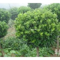 供華北衛(wèi)矛球