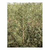 供應(yīng)2年生白榆苗，一、二年生山丁子苗，