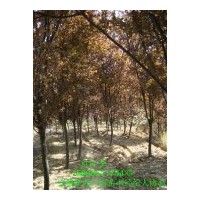 供應(yīng)紅葉李紫葉李 規(guī)格齊全