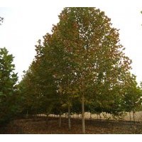供應(yīng)法桐、造型法桐、速生法桐