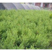 蜀檜、北京快、爬地柏、灑金柏、龍柏