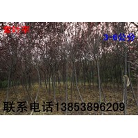 紫葉李*紫葉李苗*3-10公分紫葉李苗