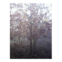 法桐基地河北法桐河北大法桐法桐價格法桐簡介