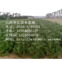 山西；油松 白皮松華山松雪松側柏冬青供應