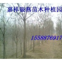 大量供應(yīng) 國槐 法桐 合歡綠化苗木