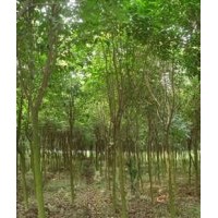 供應(yīng)高桿女貞，百日紅，紅楓