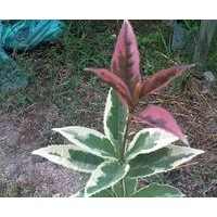 銀邊彩葉桂小苗