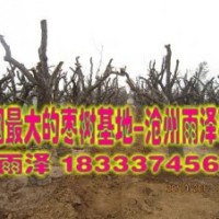 大規(guī)格棗樹