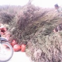 供應山西側柏苗 供應1米側柏苗 出售側柏苗 出售1米側柏苗