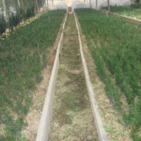 曼地亞紅豆杉-杭州蕭山