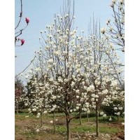 重陽(yáng)木價(jià)格,白玉蘭價(jià)格,柿樹(shù)價(jià)格,珍珠梅價(jià)格表