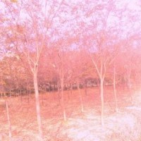 句容四季青園藝場(chǎng)供應(yīng)優(yōu)質(zhì)櫸樹(shù)