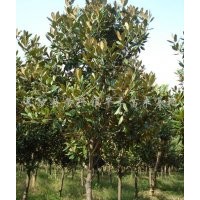 句容優(yōu)質(zhì)廣玉蘭低價(jià)出售