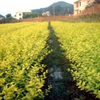 龍柏、衛(wèi)矛、扶芳藤、金葉女貞、大葉黃楊、