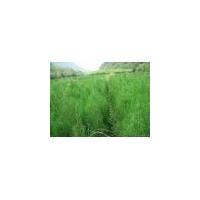 低價供側(cè)柏、刺槐、國槐、油松、白皮松 香椿苗 臭椿